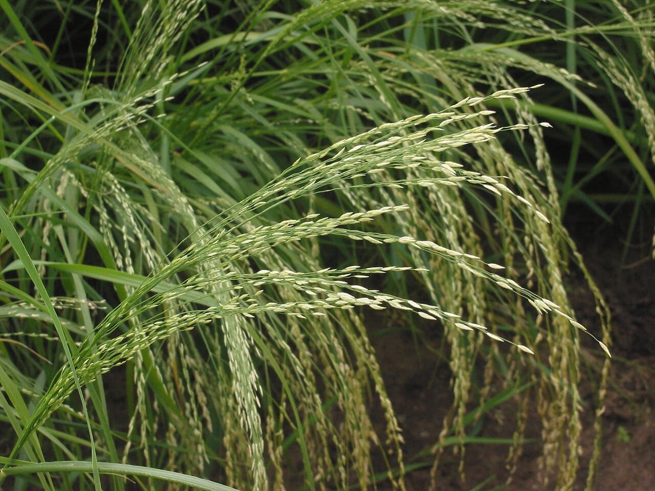 Teff: The Ancient Superfood